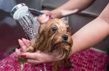 brosse bain et toilettage pour chien