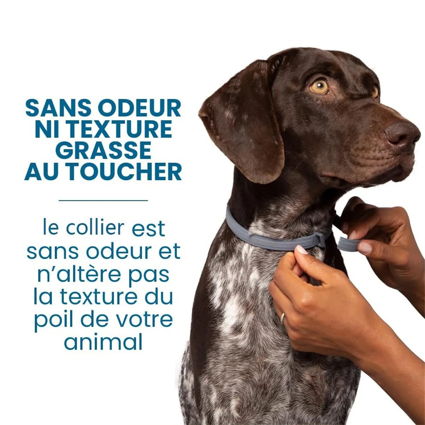 collier anti tiques sécuritaire pour chien