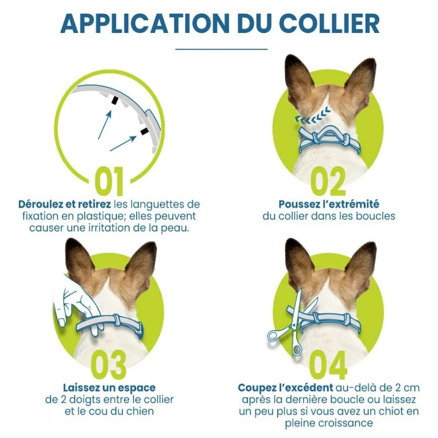 application du collier anti puces chien